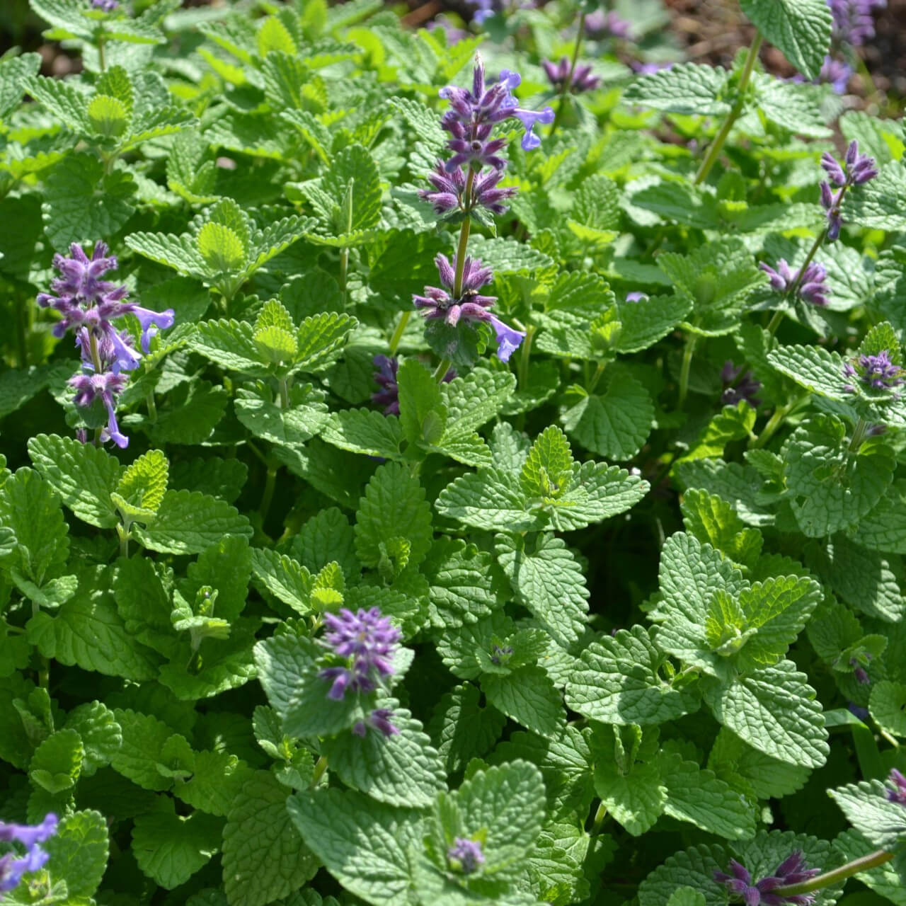 Catmint Seeds - All In One For Home Gardens