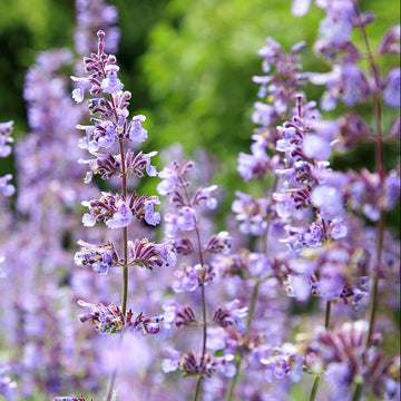 Catmint Seeds – Aromatic Perennial
