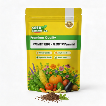 Catmint Seeds – Aromatic Perennial