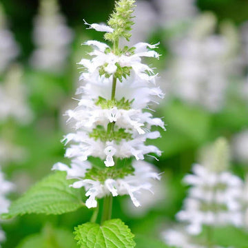 Catnip Seeds – Heirloom Nepeta Cataria
