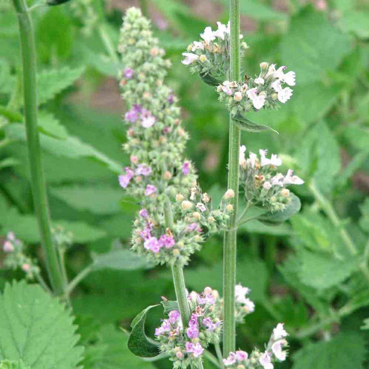 Catnip Seeds – Perennial Mint Family
