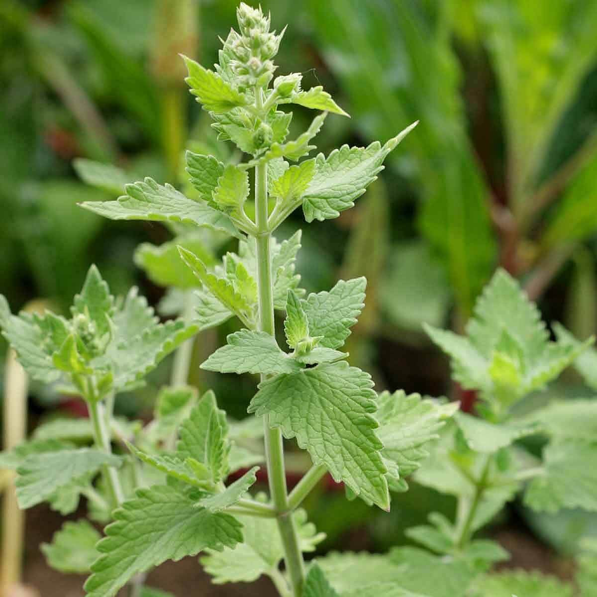 Catnip Seeds – Nepeta cataria