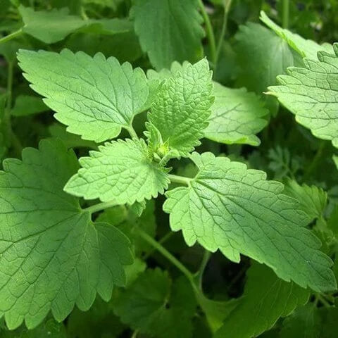 Catnip Seeds – Nepeta cataria