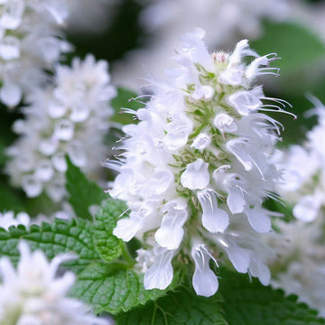 Catnip Seeds – Heirloom Nepeta Cataria
