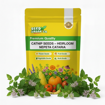 Catnip Seeds – Heirloom Nepeta Cataria