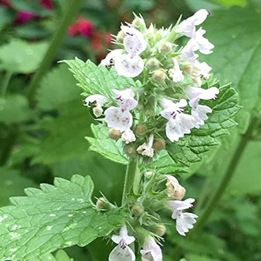 Catnip Seeds – Heirloom Nepeta Cataria
