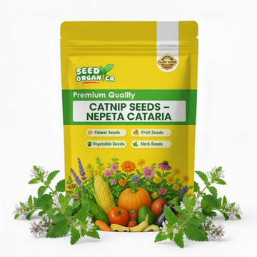 Catnip Seeds – Nepeta cataria