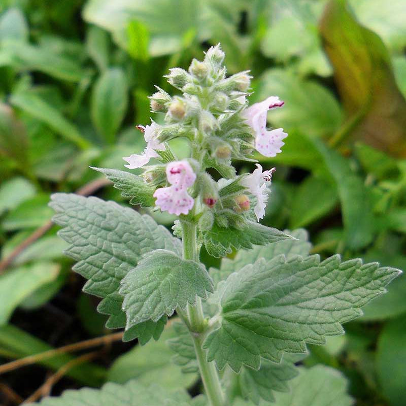 Catnip Seeds – Perennial Mint Family
