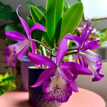 Cattleya Orchids Seeds - Flower Plant