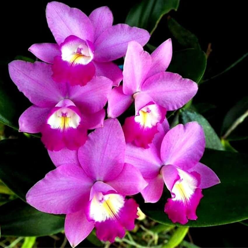Cattleya Orchids Seeds - Flower Plant