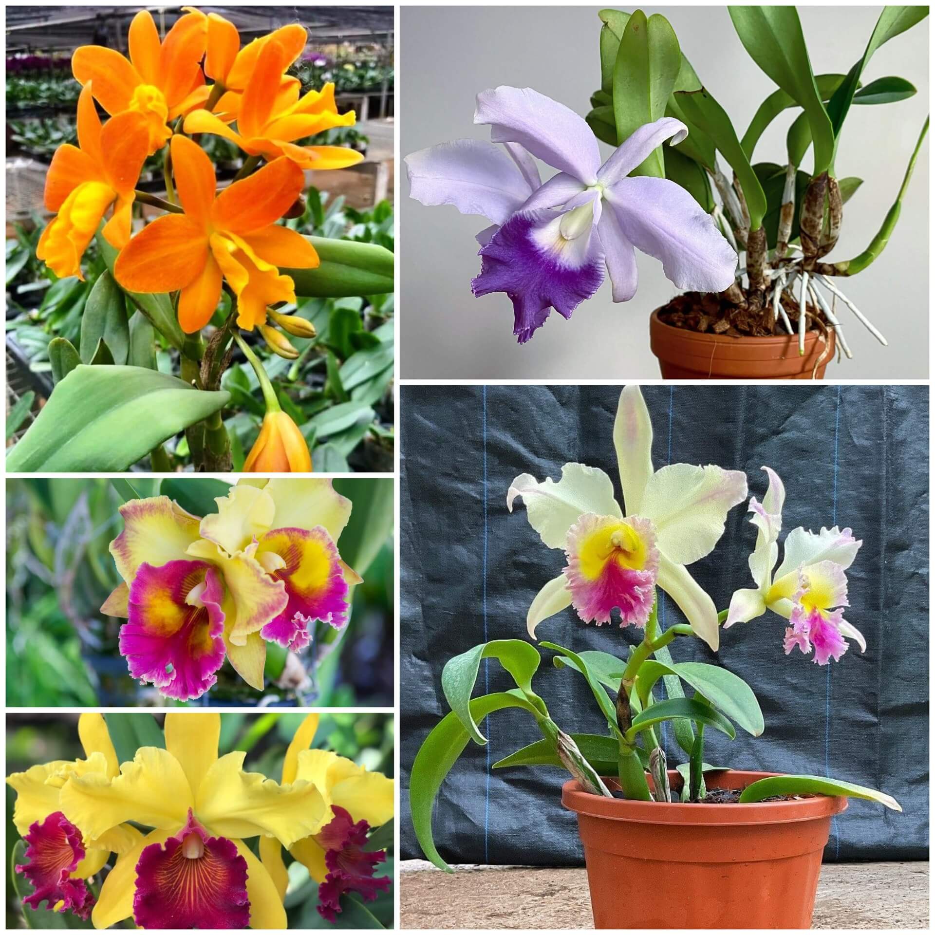 Cattleya Seeds - All In One For Home Gardens