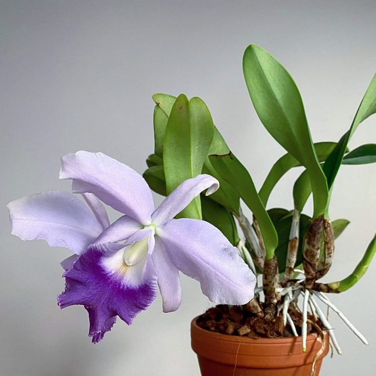 Cattleya Seeds - All In One For Home Gardens