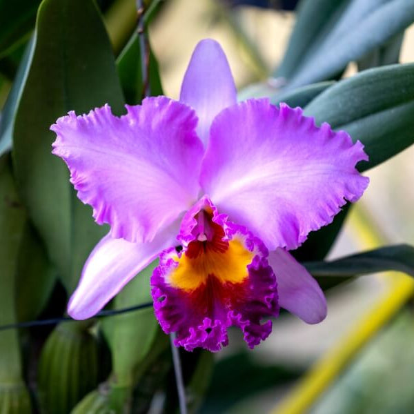 Cattleya Seeds - All In One For Home Gardens