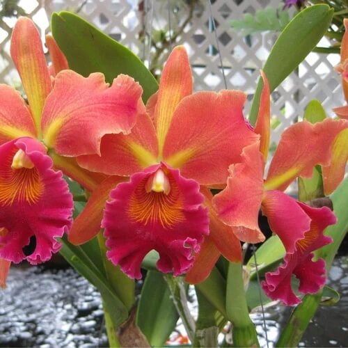 Cattleya Seeds - All In One For Home Gardens