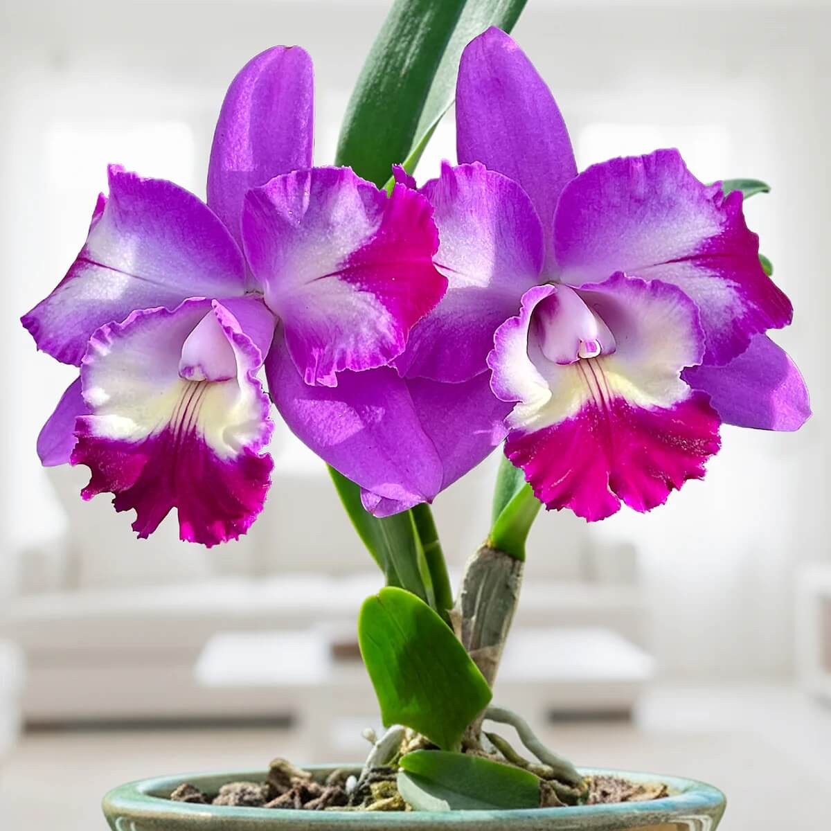 Cattleya Seeds - All In One For Home Gardens