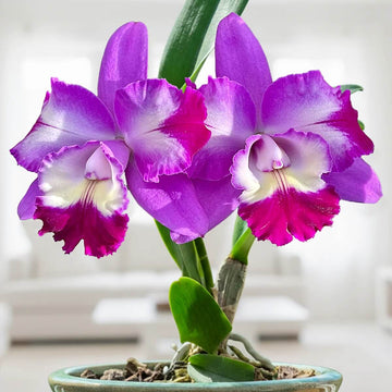 Cattleya Seeds - All In One For Home Gardens
