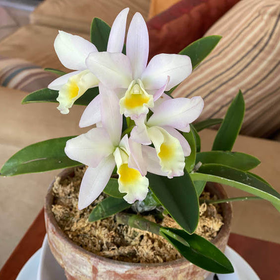 Cattleya Seeds - All In One For Home Gardens