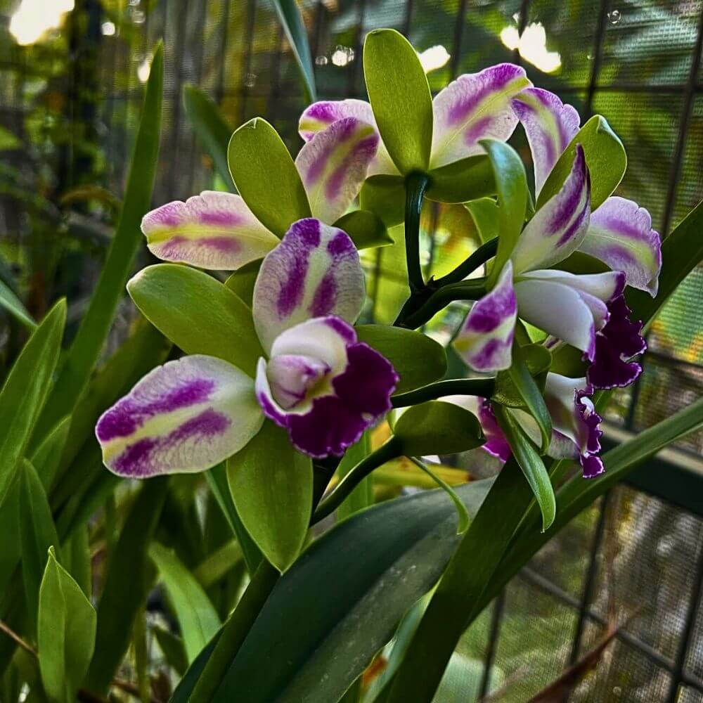 Cattleya Seeds - All In One For Home Gardens
