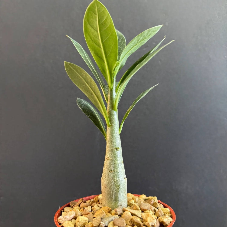 Caudex Succulent Seeds - All In One For Home Gardens