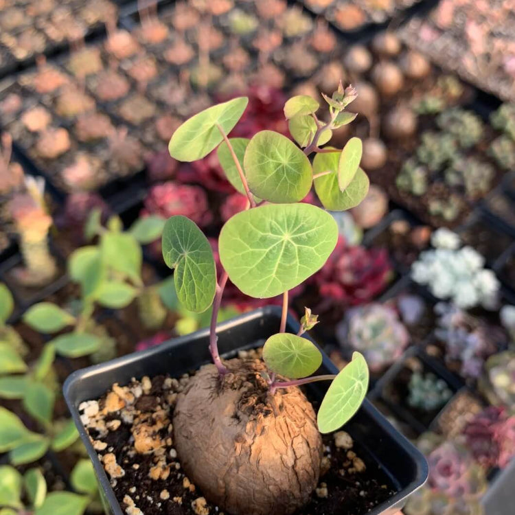 Caudex Succulent Seeds - All In One For Home Gardens