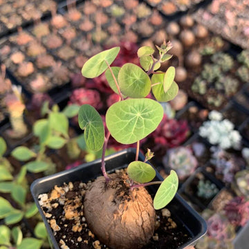 Caudex Succulent Seeds - All In One For Home Gardens