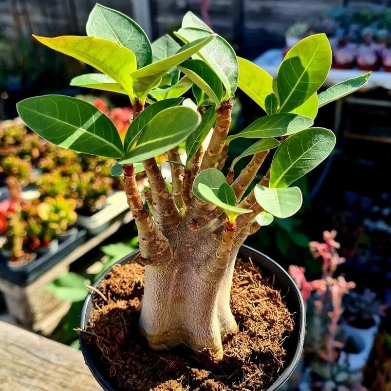 Caudex Succulent Seeds - All In One For Home Gardens