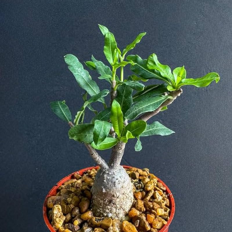 Caudex Succulent Seeds - All In One For Home Gardens