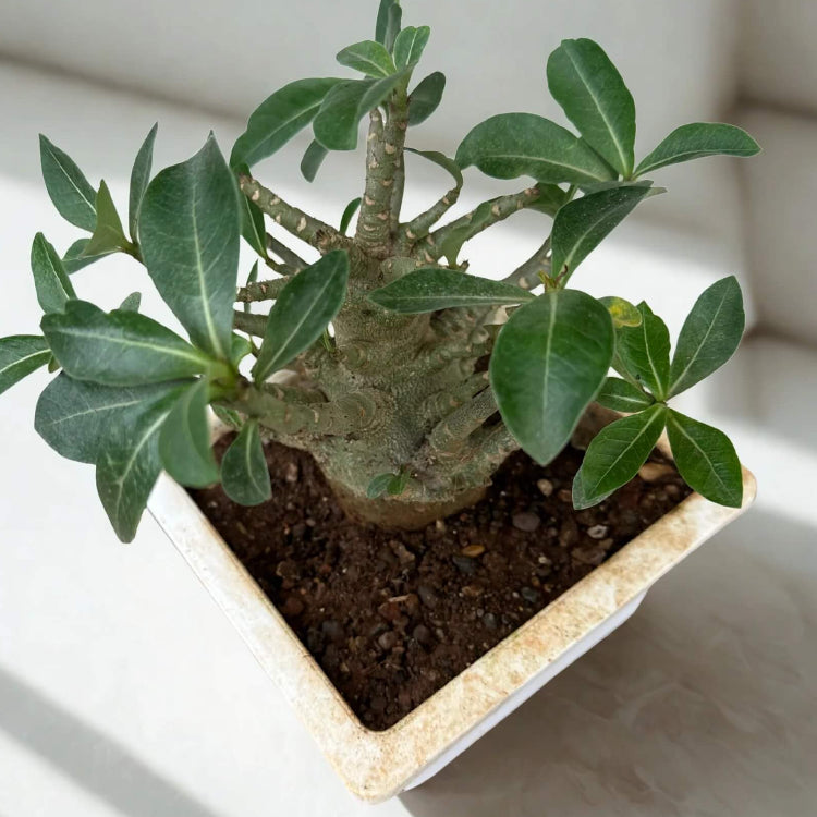 Caudex Succulent Seeds - Flower Plant