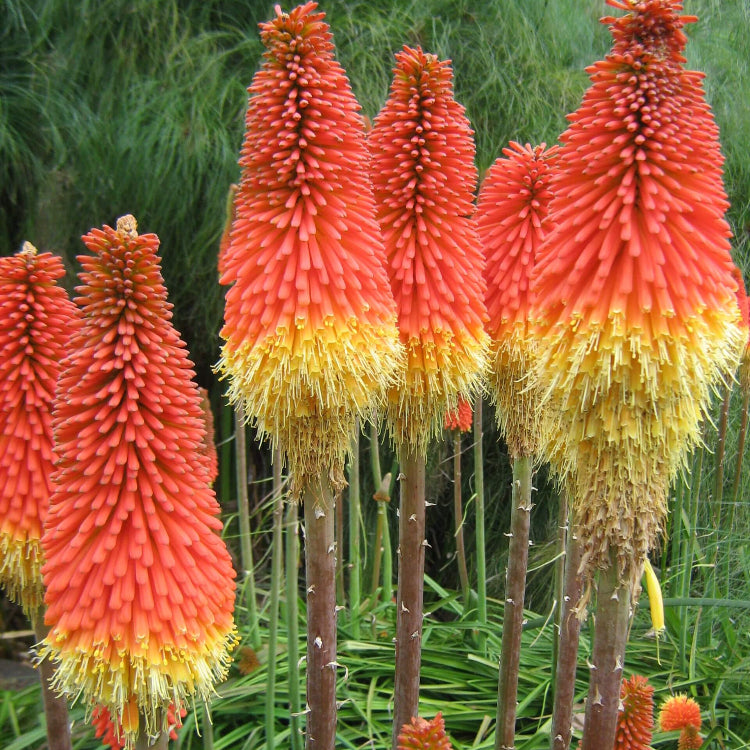 Caulescens Seeds – Wildflower Mix, Heirloom
