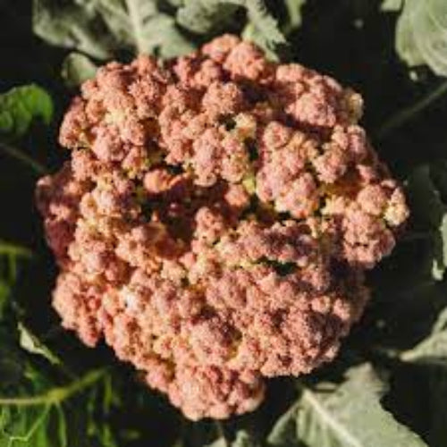Cauliflower Seeds – Igloo
