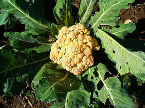 Cauliflower Seeds – Igloo
