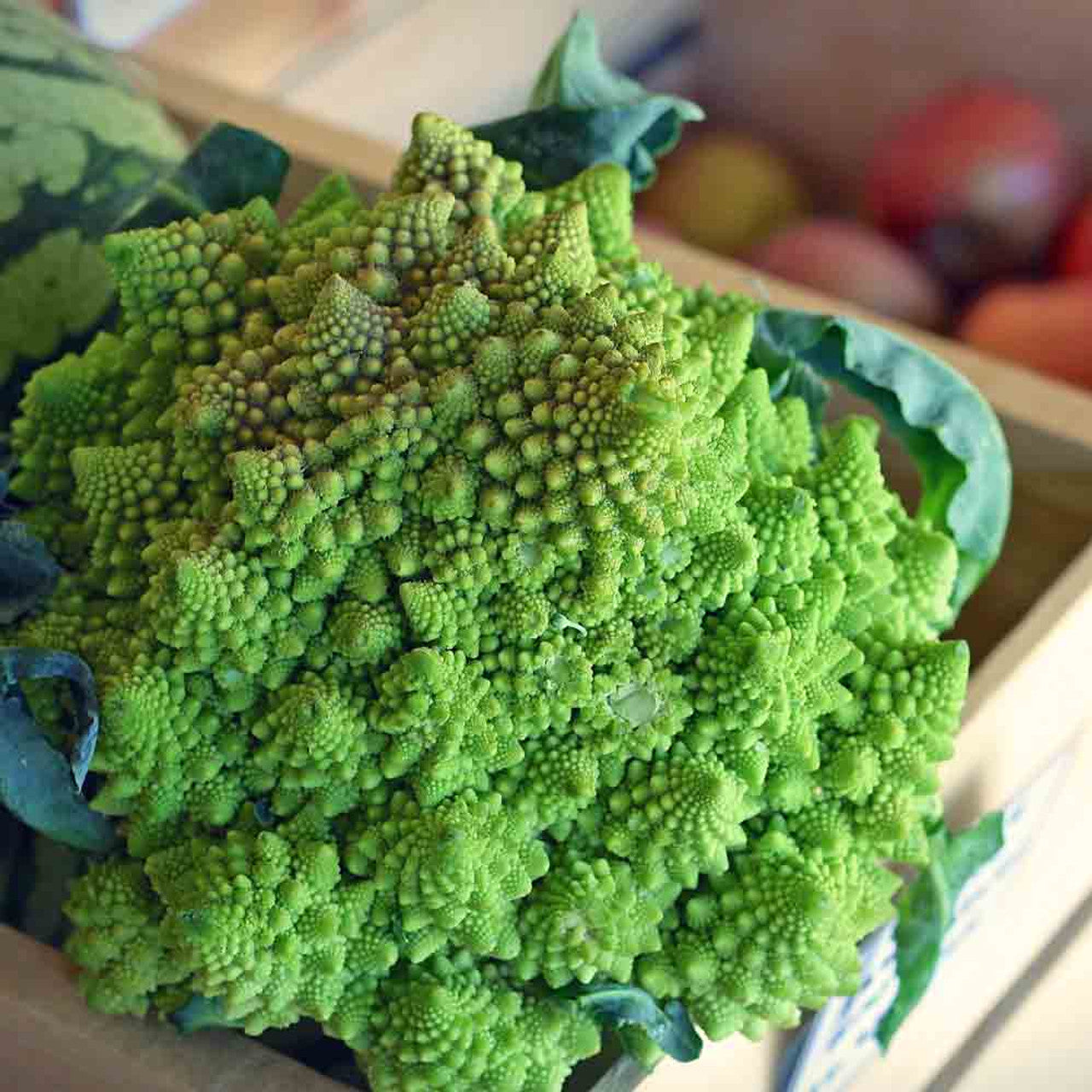Cauliflower Seeds – Romanesco Broccoli
