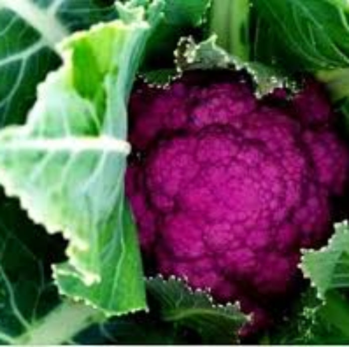 Cauliflower Seeds- Pink