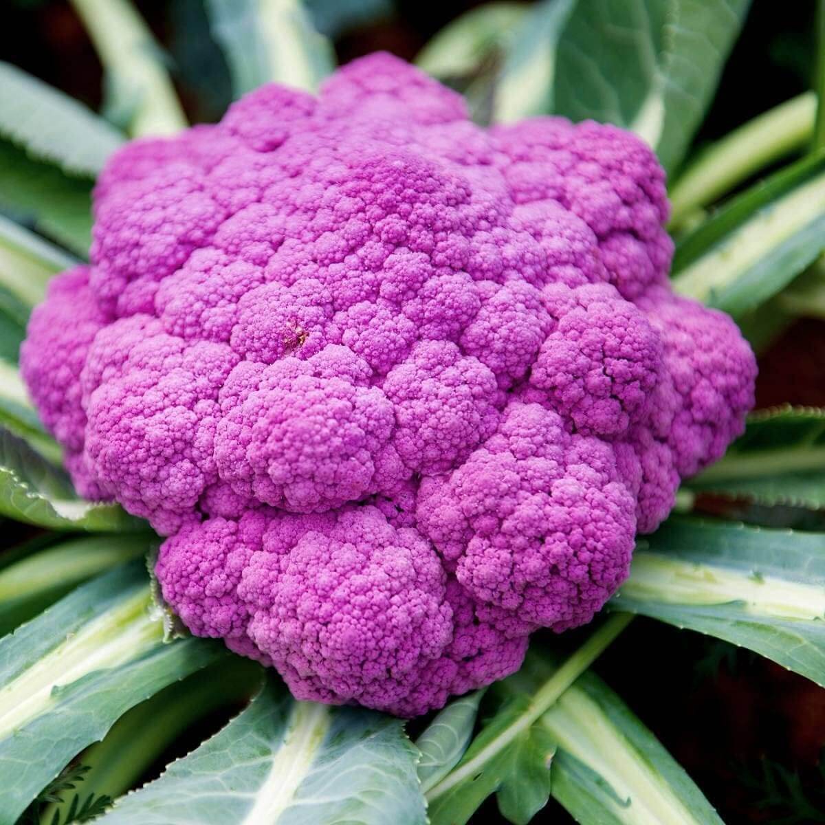 Cauliflower Seeds- Pink