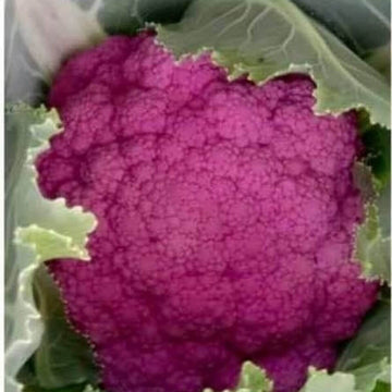 Cauliflower Seeds- Pink