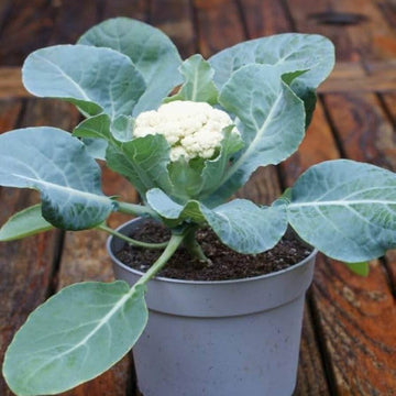 Cauliflower Seeds - All In One For Home Gardens
