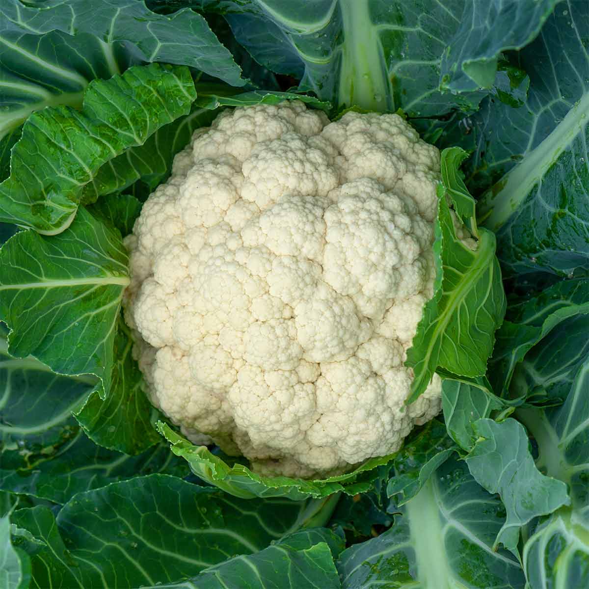 Cauliflower Seeds - All In One For Home Gardens