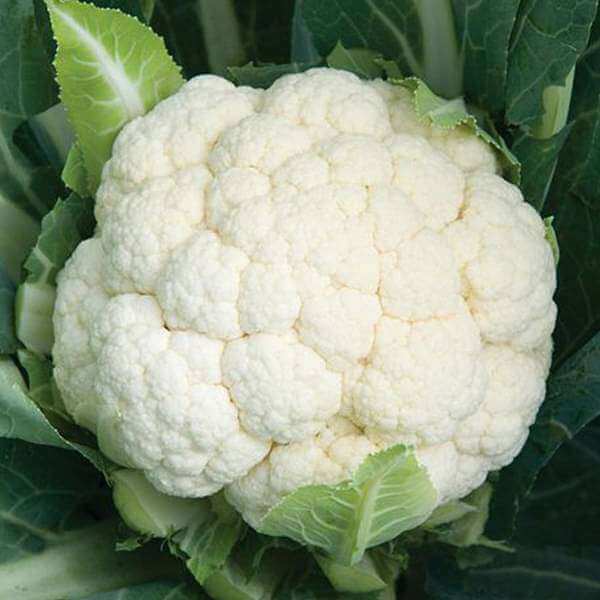 Cauliflower Seeds - All In One For Home Gardens