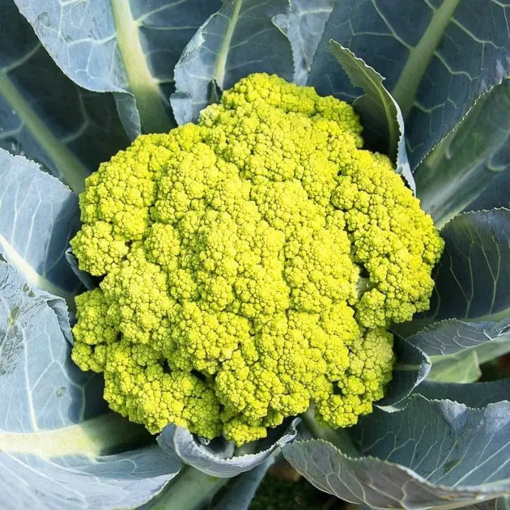 Cauliflower Seeds – Green Macerata
