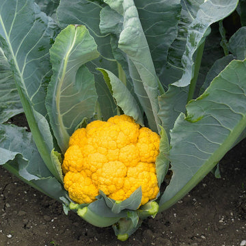 Cauliflower Seeds – Yellow
