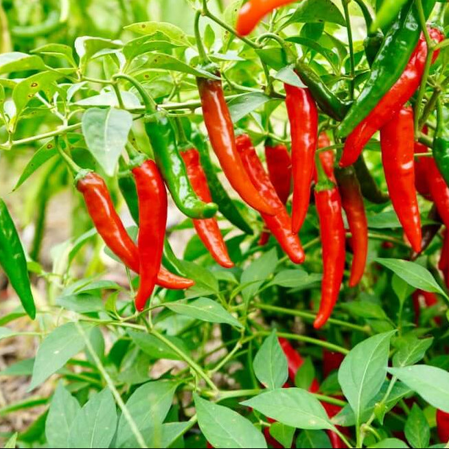 Cayenne Pepper Seeds – Short 