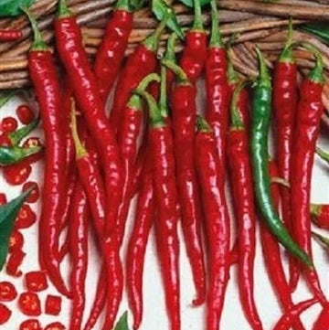 Cayenne Pepper Seeds – Long Red Slim