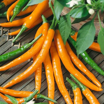 Cayenne Pepper Seeds – Heirloom