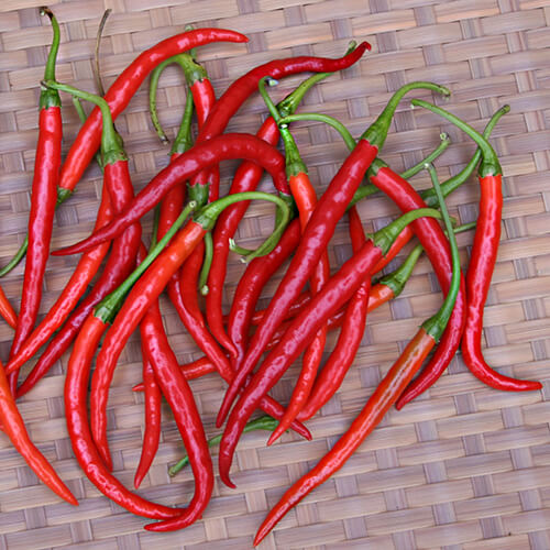 Cayenne Pepper Seeds – Long Red Slim