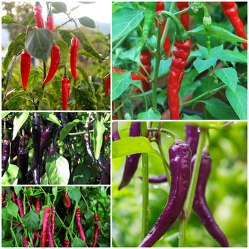 Cayenne Pepper Seeds - All In One For Home Gardens