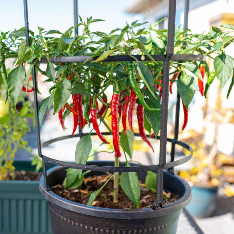 Cayenne Pepper Seeds - All In One For Home Gardens