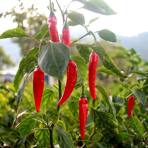 Cayenne Pepper Seeds - All In One For Home Gardens