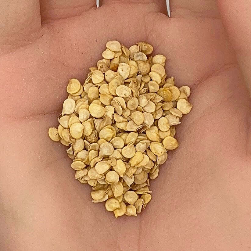 Cayenne Pepper Seeds - All In One For Home Gardens