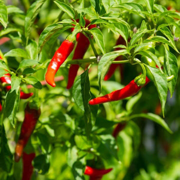 Cayenne Pepper Seeds – Short 