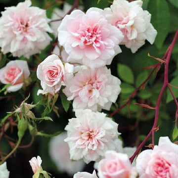 Cecile Brunner Seeds – Pink Climbing Rose
